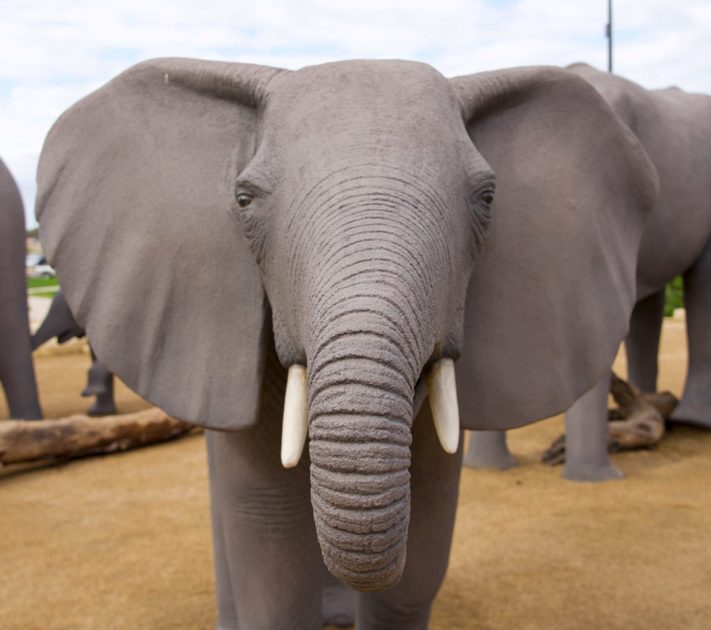 A elephant that is looking at the camera

Description automatically generated