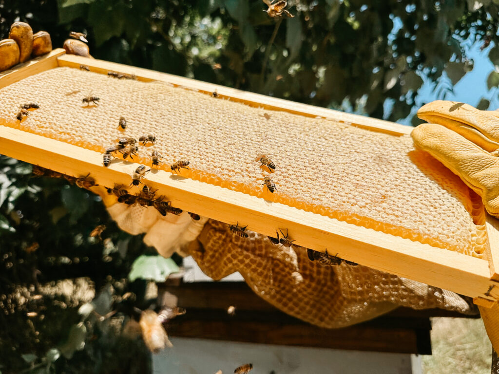 Honey bees making a hive