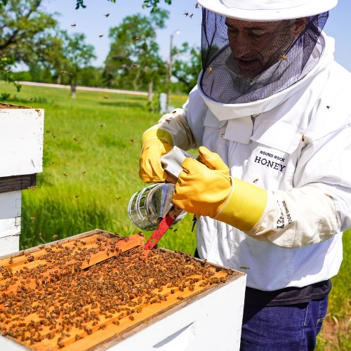 beekeeper harvesting honey